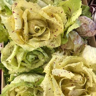 RADICCHIO VARIEGATO BIO 400 gr.